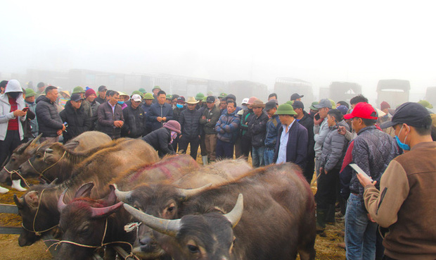 Năm Sửu ghé chợ trâu, bò lớn nhất vùng Bắc Trung Bộ, mỗi phiên giao dịch cả nghìn con - Ảnh 7.
