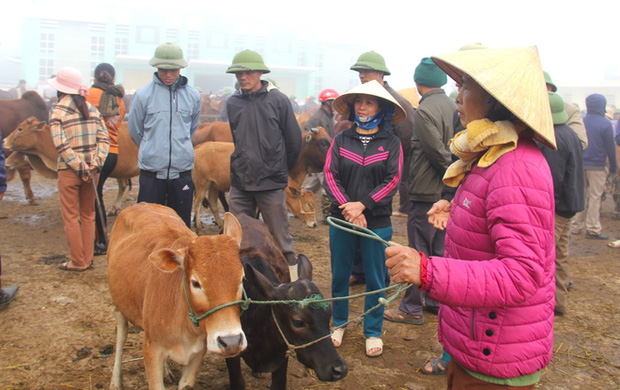 Năm Sửu ghé chợ trâu, bò lớn nhất vùng Bắc Trung Bộ, mỗi phiên giao dịch cả nghìn con - Ảnh 8.