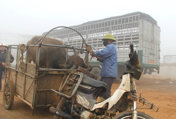 Năm Sửu ghé chợ trâu, bò lớn nhất vùng Bắc Trung Bộ, mỗi phiên giao dịch cả nghìn con - Ảnh 9.