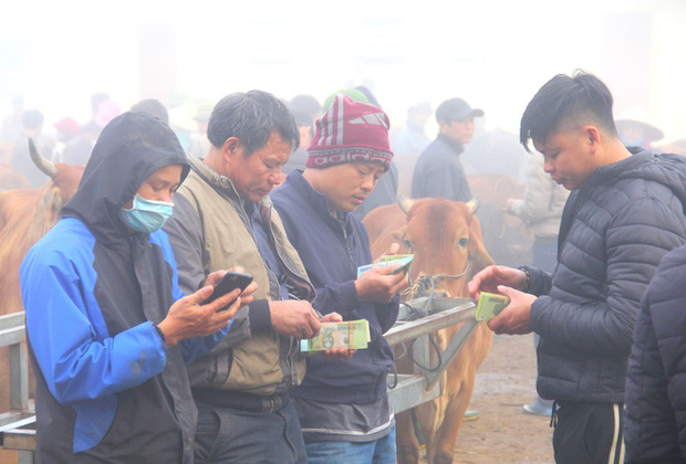 Năm Sửu ghé chợ trâu, bò lớn nhất vùng Bắc Trung Bộ, mỗi phiên giao dịch cả nghìn con - Ảnh 10.