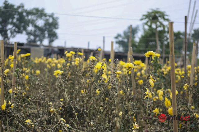 Làng trồng hoa nổi tiếng ở Hà Nội ế ẩm, dân khóc ròng cắt hoa vứt đầy ruộng  - Ảnh 1.