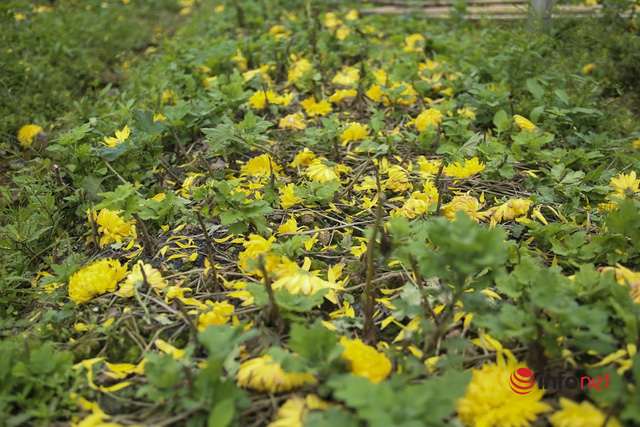  Làng trồng hoa nổi tiếng ở Hà Nội ế ẩm, dân khóc ròng cắt hoa vứt đầy ruộng  - Ảnh 13.