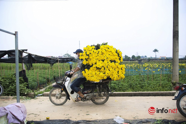  Làng trồng hoa nổi tiếng ở Hà Nội ế ẩm, dân khóc ròng cắt hoa vứt đầy ruộng  - Ảnh 14.