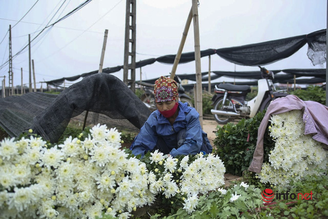  Làng trồng hoa nổi tiếng ở Hà Nội ế ẩm, dân khóc ròng cắt hoa vứt đầy ruộng  - Ảnh 3.