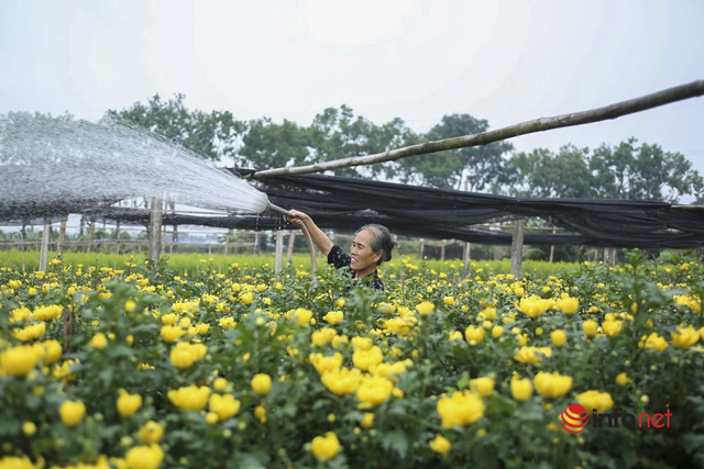  Làng trồng hoa nổi tiếng ở Hà Nội ế ẩm, dân khóc ròng cắt hoa vứt đầy ruộng  - Ảnh 5.