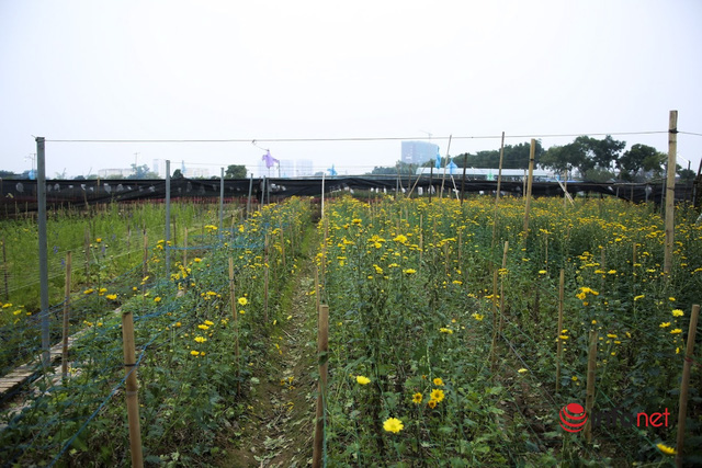  Làng trồng hoa nổi tiếng ở Hà Nội ế ẩm, dân khóc ròng cắt hoa vứt đầy ruộng  - Ảnh 7.