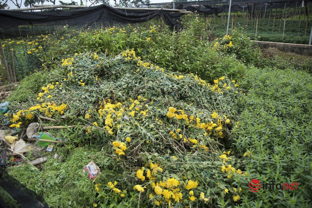  Làng trồng hoa nổi tiếng ở Hà Nội ế ẩm, dân khóc ròng cắt hoa vứt đầy ruộng  - Ảnh 8.