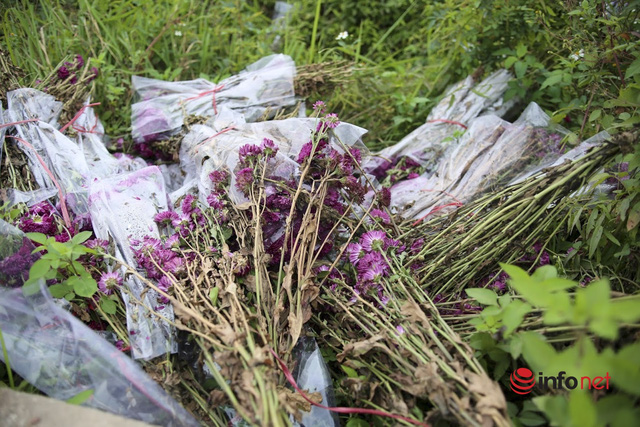  Làng trồng hoa nổi tiếng ở Hà Nội ế ẩm, dân khóc ròng cắt hoa vứt đầy ruộng  - Ảnh 9.