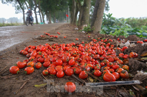 200 tấn rau củ quả ế, người dân Hà Nội đổ ngoài đồng - Ảnh 9.