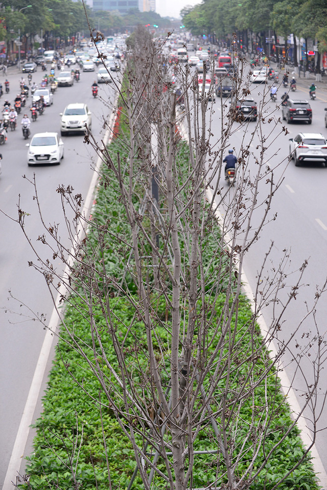  Hà Nội: Hàng cây phong lá đỏ trơ trụi như củi khô - Ảnh 2.