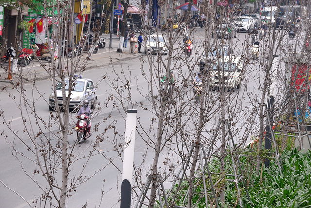  Hà Nội: Hàng cây phong lá đỏ trơ trụi như củi khô - Ảnh 9.