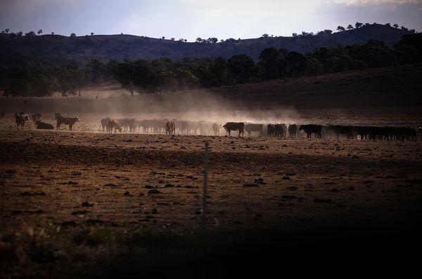  Thịt bò Úc sẽ biến mất khỏi thực đơn trên toàn thế giới vì ... Australia không còn bò?  - Ảnh 1.