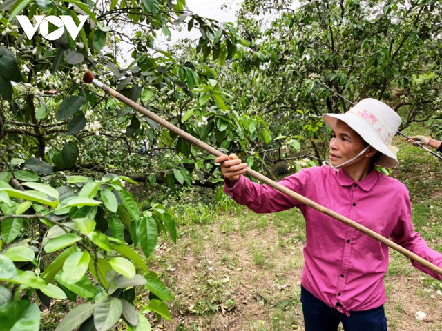  Bưởi cổ thụ cho thu nhập tiền tỷ mỗi năm  - Ảnh 9.