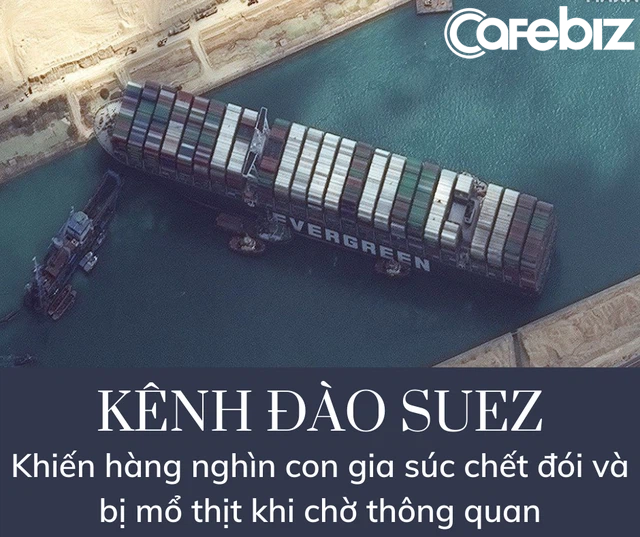 Thảm cảnh hàng nghìn con gia súc bị đói, bị mổ thịt vì kênh đào Suez tắc nghẽn - Ảnh 1.