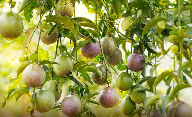 3 loại quả ở Việt Nam mọc dại đầy đường, sang nước ngoài thành của ngon vật lạ bán trong siêu thị gần 1 triệu đồng/kg - Ảnh 4.
