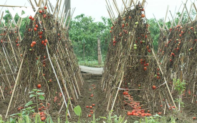  Giá quá rẻ, nông dân Hà Nội vứt bỏ củ cải, cà chua...đầy đồng vì ế ẩm  - Ảnh 1.