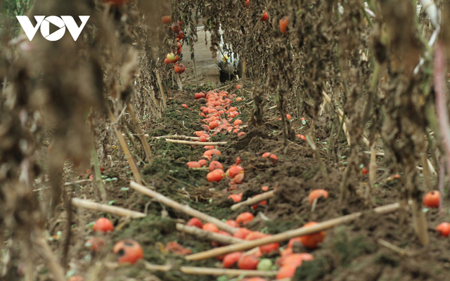  Giá quá rẻ, nông dân Hà Nội vứt bỏ củ cải, cà chua...đầy đồng vì ế ẩm  - Ảnh 2.