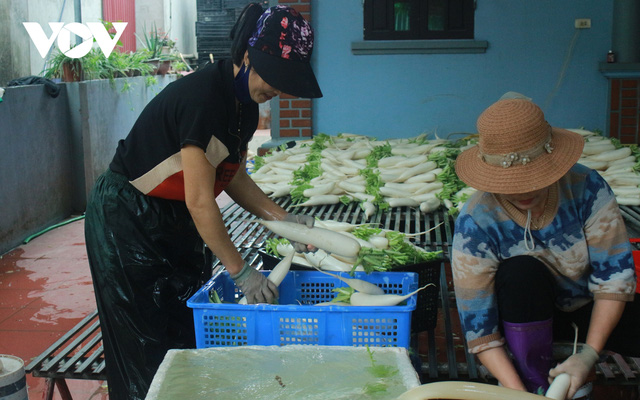  Giá quá rẻ, nông dân Hà Nội vứt bỏ củ cải, cà chua...đầy đồng vì ế ẩm  - Ảnh 11.