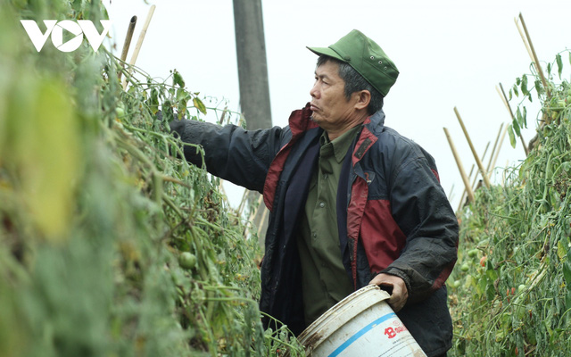  Giá quá rẻ, nông dân Hà Nội vứt bỏ củ cải, cà chua...đầy đồng vì ế ẩm  - Ảnh 4.