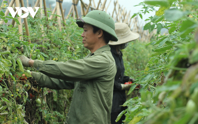  Giá quá rẻ, nông dân Hà Nội vứt bỏ củ cải, cà chua...đầy đồng vì ế ẩm  - Ảnh 8.