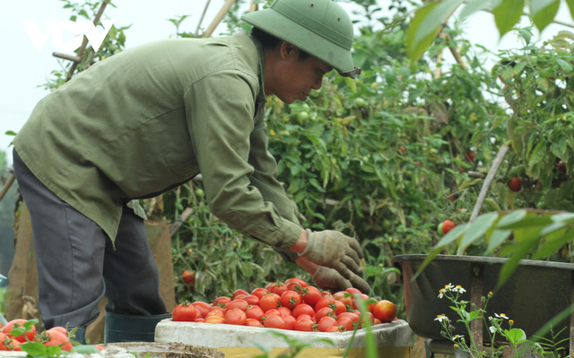  Giá quá rẻ, nông dân Hà Nội vứt bỏ củ cải, cà chua...đầy đồng vì ế ẩm  - Ảnh 9.