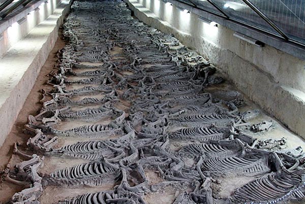  Hãi hùng cách hiến tế 600 chiến mã trong lăng mộ vua Trung Hoa - Ảnh 1.