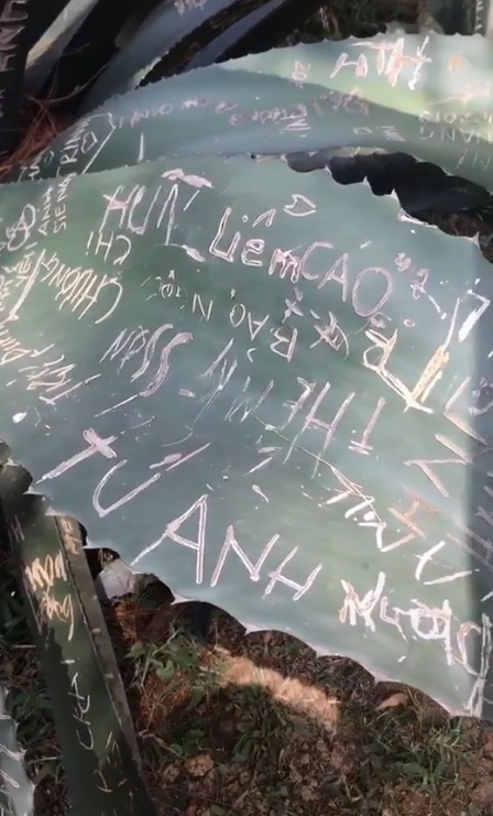 Phẫn nộ hàng loạt khách du lịch khắc tên, số điện thoại, Facebook cá nhân lên lá cây dứa kiểng để tìm bạn đời tại Đà Lạt - Ảnh 1.