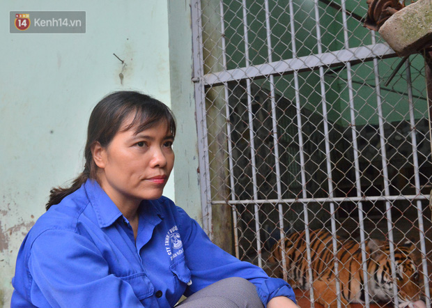 Người phụ nữ 20 năm chăm sóc mãnh thú ở Hà Nội: Lúc rảnh ngồi chải bờm, bắt rận cho sư tử, có lần bị hổ cắn thâm người - Ảnh 1.