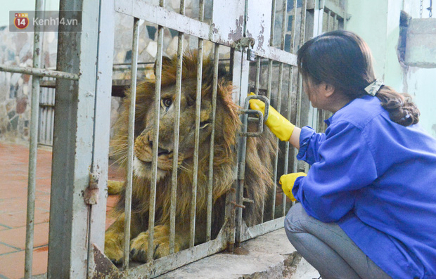 Người phụ nữ 20 năm chăm sóc mãnh thú ở Hà Nội: Lúc rảnh ngồi chải bờm, bắt rận cho sư tử, có lần bị hổ cắn thâm người - Ảnh 2. Người phụ nữ 20 năm chăm sóc mãnh thú ở Hà Nội: Lúc rảnh ngồi chải bờm, bắt rận cho sư tử, có lần bị hổ cắn thâm người - Ảnh 2.