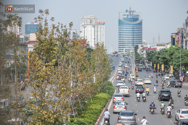 Hà Nội thay thế toàn bộ hàng cây phong lá đỏ trên đường Nguyễn Chí Thanh - Trần Duy Hưng - Ảnh 1.