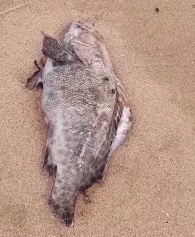  Cá chết bất thường dọc bãi biển Nghệ An - Ảnh 1.