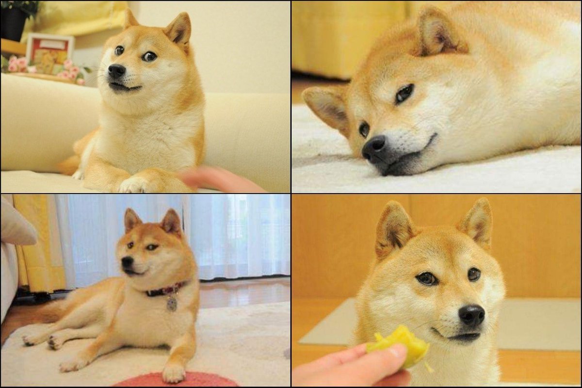 Bạn đã biết đến tiền điện tử nổi tiếng Dogecoin chưa? Nếu bạn là một người yêu chó thì bạn nhất định phải xem biểu tượng Dogecoin. Hãy tham gia vào cộng đồng tiền mã hóa và biết thêm về loài chó đáng yêu này!