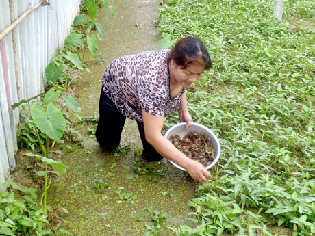  Nuôi loại dễ sống, đổ thức ăn đầy đủ để tránh ăn thịt lẫn nhau đút túi hằng trăm triệu/năm - Ảnh 2.