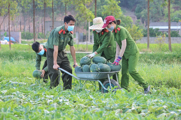  Bắc Giang: Đoàn viên thanh niên công an huyện Yên Dũng thu hoạch 8,5 tấn dưa cho bà con nông dân - Ảnh 2.
