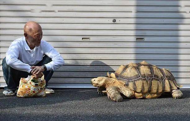 Ông lão người Nhật nuôi con rùa nặng 70kg, quãng đường 5 phút đi mất 3 tiếng: Sống chậm lại, cuộc đời quả thực đáng yêu hơn bạn nghĩ - Ảnh 14.