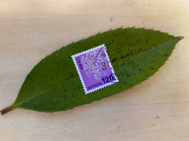 Dịch vụ bưu chính đỉnh cao của Nhật Bản: Một chiếc lá được dán tem, vận chuyển nguyên vẹn tới tay người nhận - Ảnh 1.