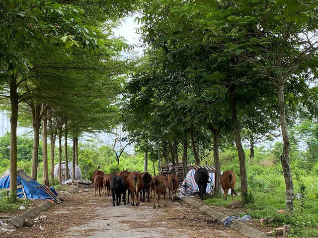  Nằm bất động nhiều năm, đất Mê Linh bất ngờ được hà hơi đẩy giá  - Ảnh 2.