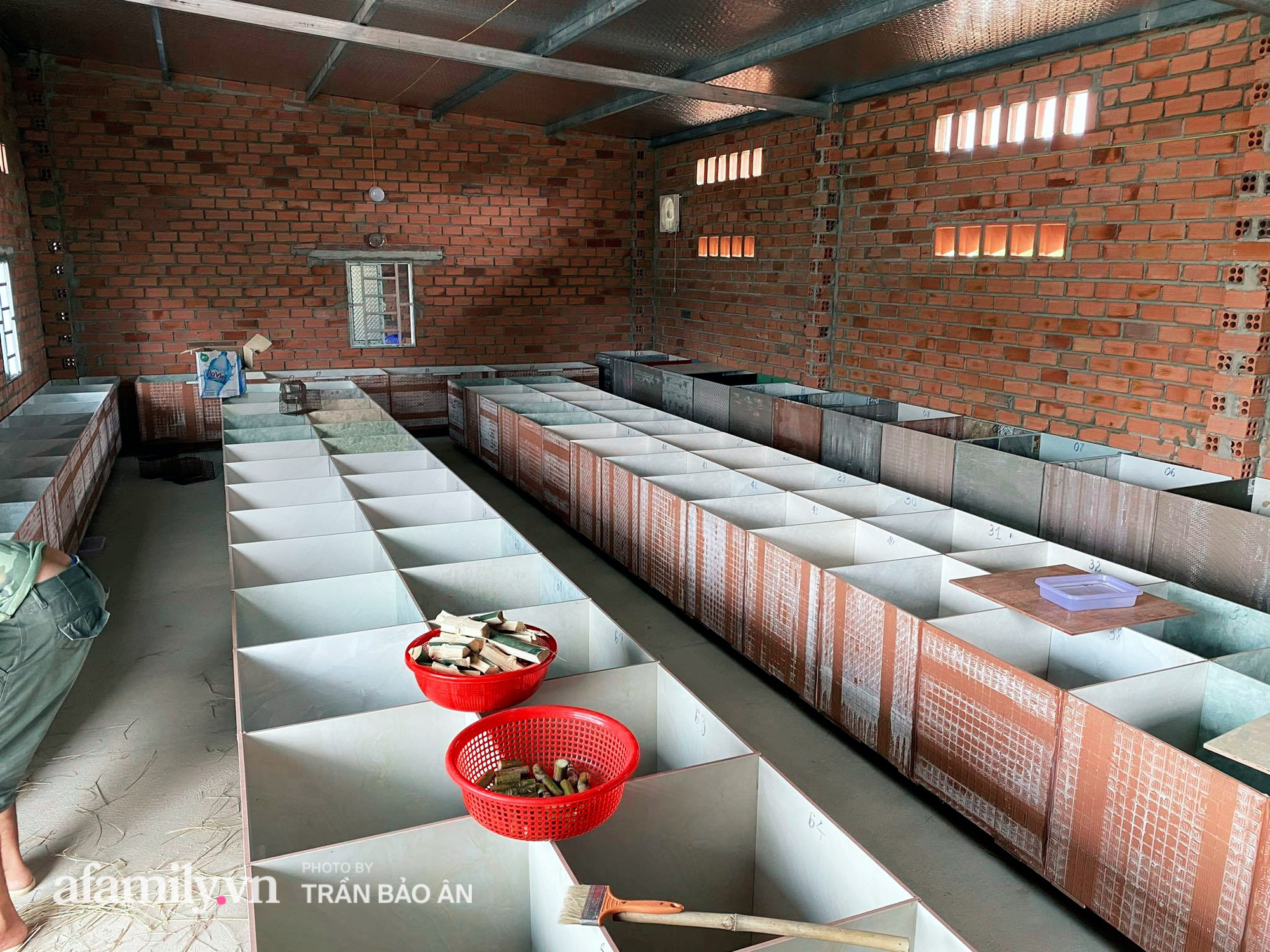 Nhờ nuôi con Dúi, anh chàng sinh năm 1998 kiếm lời vài chục triệu/tháng trong mùa dịch, tự sắm được ô tô rồi mua cho mẹ chiếc SH để đi chợ - Ảnh 11.