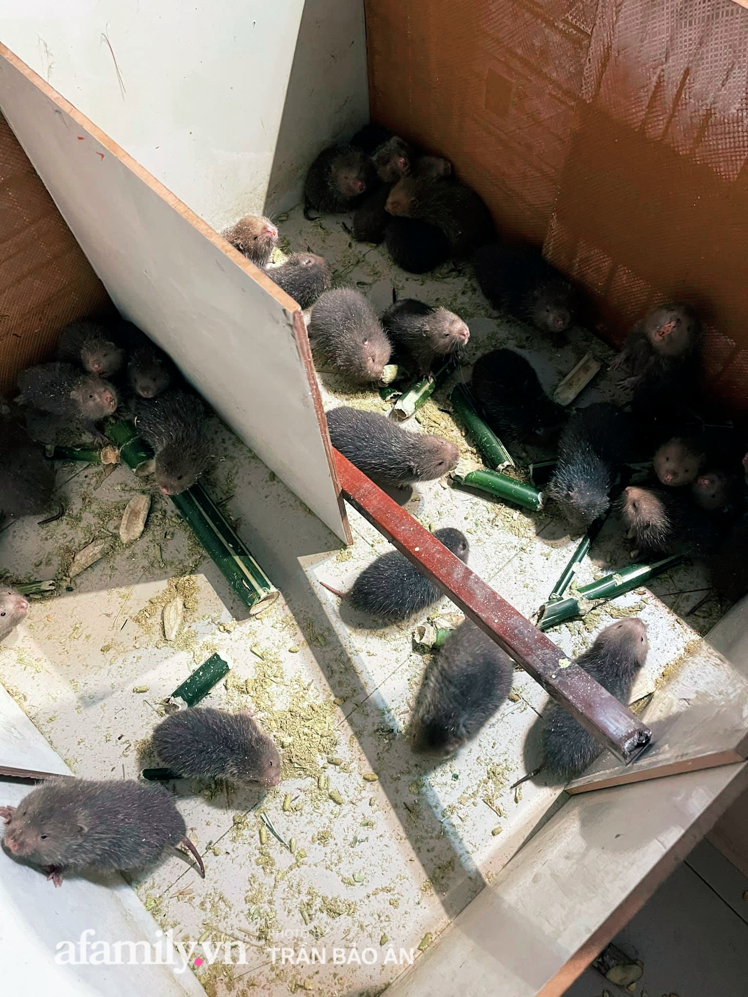 Nhờ nuôi con Dúi, anh chàng sinh năm 1998 kiếm lời vài chục triệu/tháng trong mùa dịch, tự sắm được ô tô rồi mua cho mẹ chiếc SH để đi chợ - Ảnh 21.