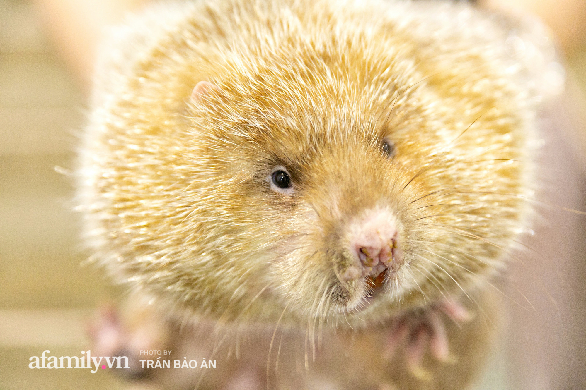 Nhờ nuôi con Dúi, anh chàng sinh năm 1998 kiếm lời vài chục triệu/tháng trong mùa dịch, tự sắm được ô tô rồi mua cho mẹ chiếc SH để đi chợ - Ảnh 7.