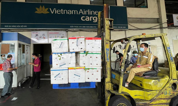 Lần đầu tiên hơn 40 tấn vải thiều Bắc Giang được chễm chệ bao trọn siêu máy bay của Vietnam Airlines, thẳng tiến vào Tp. HCM - Ảnh 1.