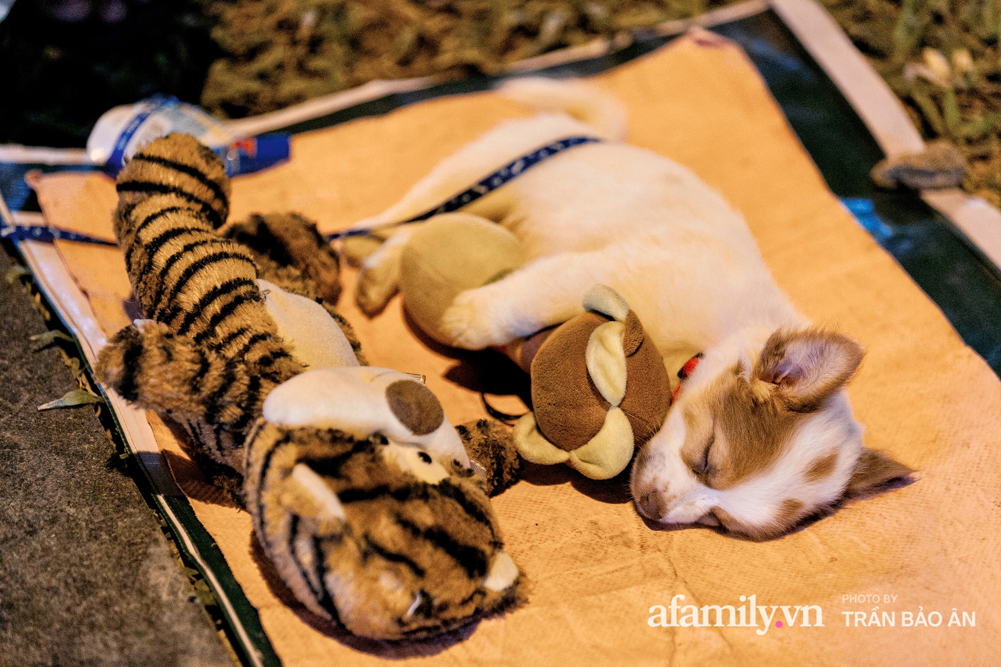 Cụ ông câm điếc cưu mang chú chó nhỏ, thà rong ruổi bán từng tờ vé 