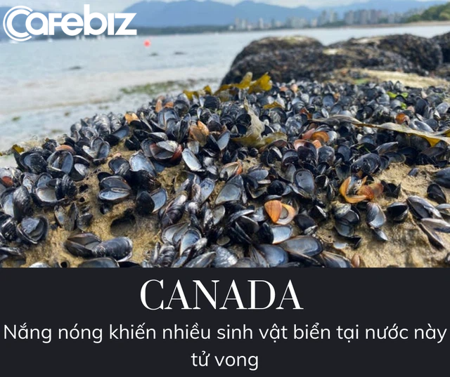 Bị nắng nóng nướng chín, ngao, trai chết la liệt dọc bờ biển Canada - Ảnh 2.