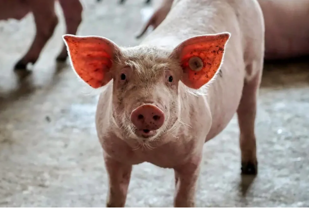 Khủng hoảng ngành chăn nuôi lợn ở Trung Quốc: Nông dân làm gì cũng lỗ - Ảnh 1.