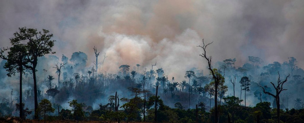  Tin rất buồn: Rừng Amazon chạm đến điểm cực hạn, đang phát thải CO2 còn nhiều hơn khả năng hấp thụ - Ảnh 1.