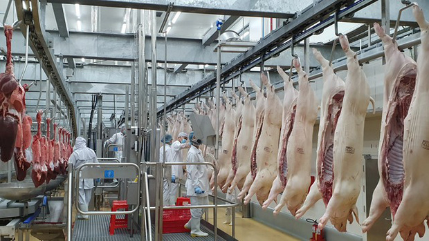  TP. Hồ Chí Minh lên nhiều kịch bản cung ứng thịt lợn - Ảnh 1.