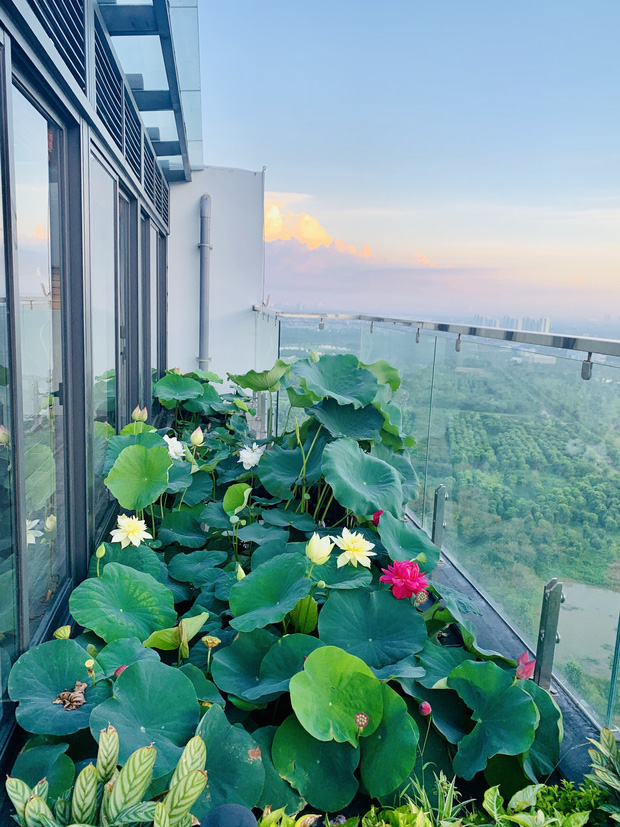  Ở penthouse rộng 300m2 trên tầng 30, vợ chồng trẻ chịu chơi xây hẳn hồ trồng hoa sen ngoài ban công  - Ảnh 4.