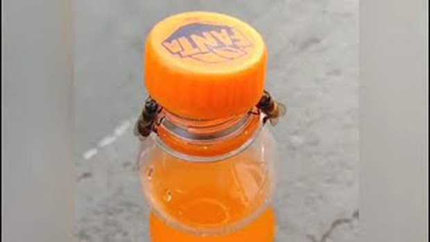 Clip: Hai chú ong hợp tác cùng nhau mở nắp chai nước ngọt khiến MXH thích thú, các nhà khoa học bảo chúng còn khôn hơn thế - Ảnh 2.