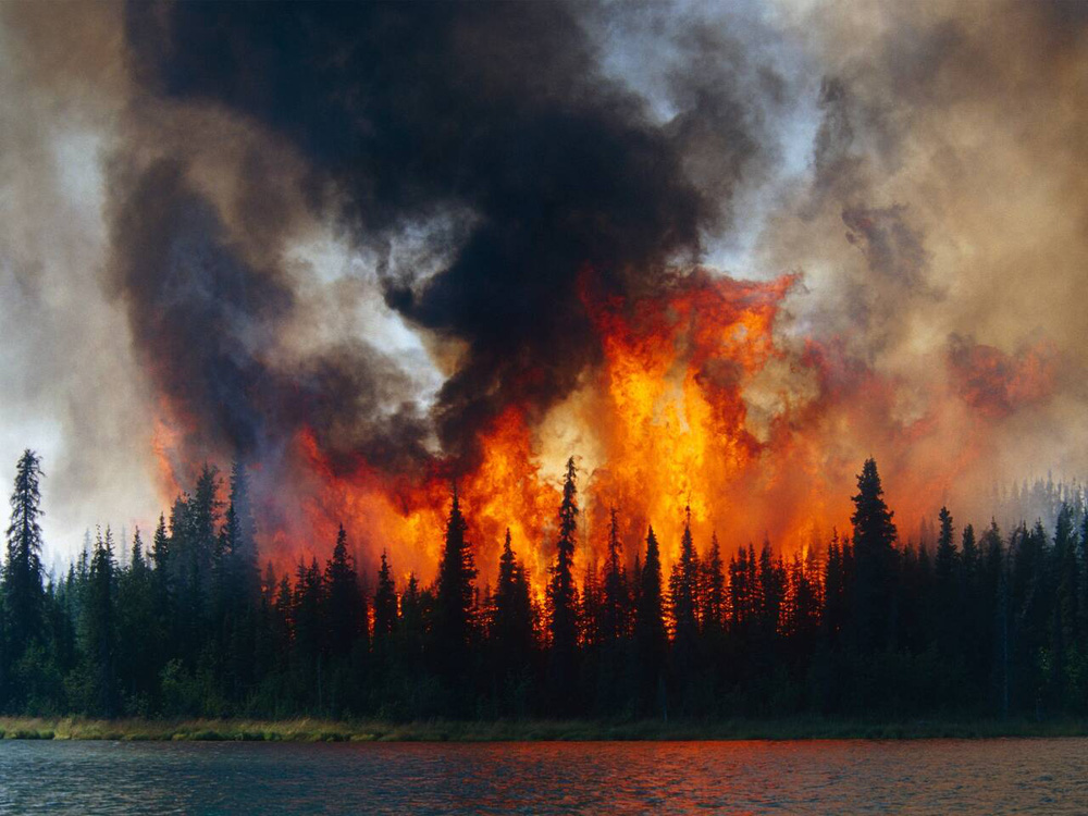 Chia sẻ 76 về tranh vẽ cháy rừng mới nhất  JTC