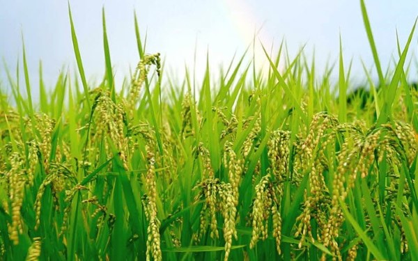  Trung Quốc tạo đột phá trong việc trồng lúa: Thu hoạch sau 60 ngày, sản lượng 9,8 tấn/ha - Ảnh 2.